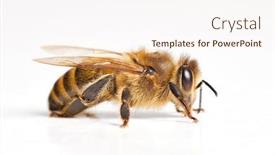  Presentation with bee - PPT theme featuring bee-macro-isolated-on-white background and a cream colored foreground