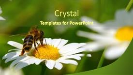  Presentation with bee - Colorful slide set enhanced with bee-on-a-daisy-flower backdrop and a tawny brown colored foreground