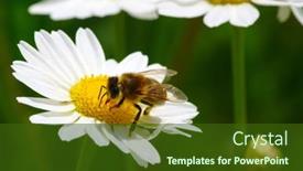  Presentation with daisy - Slide set consisting of bee-on-a-daisy-flower background and a tawny brown colored foreground