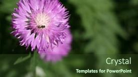  Presentation with bee - Cool new presentation with bee-on-a-flower backdrop and a tawny brown colored foreground