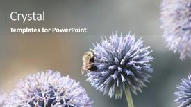  Presentation with green globe - Beautiful PPT theme featuring bee-on-a-globe-thistle backdrop and a gray colored foreground