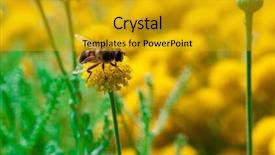  Presentation with honey bee - Cool new presentation with bee on a little flower backdrop and a gold colored foreground