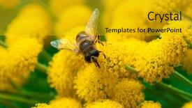  Presentation with honey bee - Cool new presentation theme with bee on a little yellow backdrop and a gold colored foreground