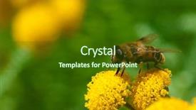  Presentation with honey bee - Theme enhanced with bee on a little yellow background and a tawny brown colored foreground