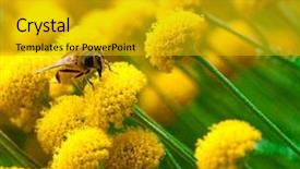  Presentation with honey bee - Amazing slides having bee on a little yellow backdrop and a gold colored foreground