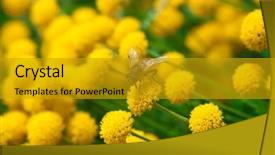  Presentation with honey bee - Beautiful presentation theme featuring bee on a little yellow backdrop and a gold colored foreground