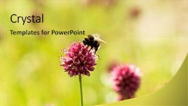  Presentation with bee - Beautiful presentation design featuring bee on a pink flower backdrop and a yellow colored foreground