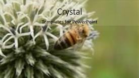  Presentation with bee - Beautiful theme featuring bee on a round flower backdrop and a mint green colored foreground