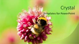  Presentation with bee - Presentation theme having bee on a violet flower background and a mint green colored foreground
