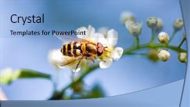  Presentation with bee - Cool new presentation with bee on a white flower backdrop and a teal colored foreground