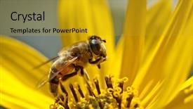  Presentation with bee - Amazing presentation theme having bee on a yellow flower backdrop and a gold colored foreground