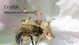  Presentation with apple flower - PPT theme enhanced with bee on apple flower collecting background and a  colored foreground