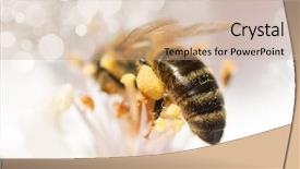  Presentation with apple flower - Colorful theme enhanced with bee on apple flower collecting backdrop and a coral colored foreground