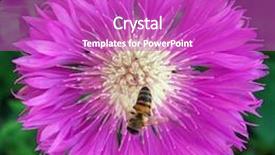  Presentation with bee - Presentation with bee on big violet flower background and a purple colored foreground