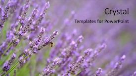  Presentation with bee - Slides with bee-on-blooming-lavender background and a light blue colored foreground