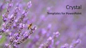  Presentation with bee - Theme featuring bee-on-blooming-lavender background and a light blue colored foreground