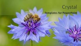 Presentation with honey bee - Amazing PPT theme having bee-on-cornflower-flower-insect backdrop and a gold colored foreground