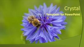  Presentation with insect - PPT theme with bee-on-cornflower-flower-insect background and a tawny brown colored foreground
