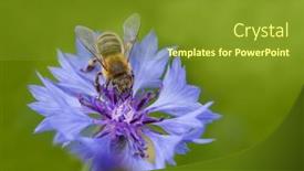  Presentation with honey bee - Colorful slide set enhanced with bee-on-cornflower-flower-insect backdrop and a tawny brown colored foreground