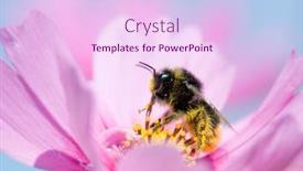  Presentation with cosmos - Audience pleasing PPT theme consisting of bee on cosmos flower backdrop and a pink colored foreground