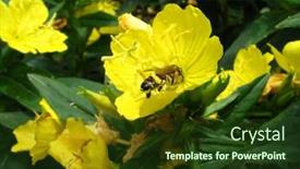  Presentation with bee - PPT theme with bee on flower background and a tawny brown colored foreground