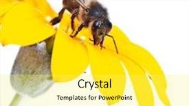  Presentation with bee propolis - Beautiful slide set featuring closeup bees flying - bee on flower backdrop and a yellow colored foreground