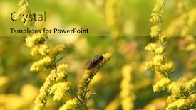  Presentation with bee - Amazing slide deck having bee-on-goldenrod-solidago backdrop and a yellow colored foreground