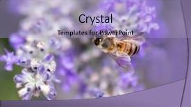 Presentation with bee - Cool new PPT theme with bee on lavender shallow depth backdrop and a light blue colored foreground