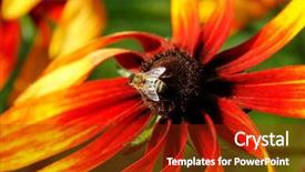  Presentation with bee - Slides consisting of bee on rudbeckia flower coneflower background and a crimson colored foreground