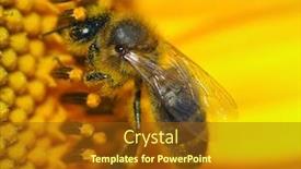 Presentation with sunflower - Audience pleasing PPT layouts consisting of bee on sunflower backdrop and a tawny brown colored foreground
