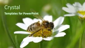  Presentation with chamomile - 