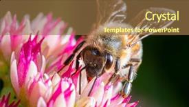  Presentation with honey bee - Presentation design featuring bee on the flower close background and a coral colored foreground