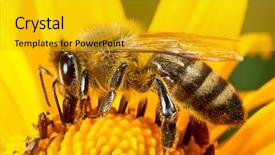 Presentation with honey bee - Slides having bee on the flower background and a gold colored foreground