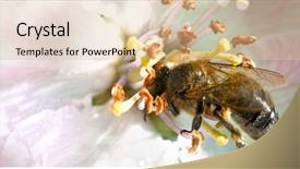  Presentation with pollen - Presentation design having bee on white flowers collecting background and a lemonade colored foreground