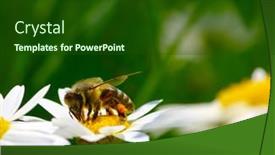  Presentation with wild flower - 