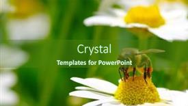  Presentation with wild flower - 