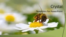  Presentation with wild flower - Theme having bee on wild flower pollens background and a mint green colored foreground