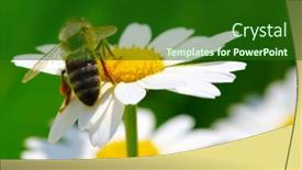  Presentation with wild flower - PPT theme enhanced with bee-on-wild-flower-pollens background and a forest green colored foreground