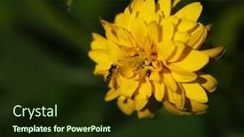  Presentation with bee - Beautiful PPT layouts featuring bee-on-yellow-flower backdrop and a wine colored foreground