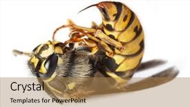  Presentation with bee - Audience pleasing presentation theme consisting of bee or wasp wing animal backdrop and a coral colored foreground