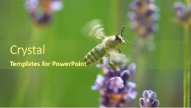  Presentation with decay - Presentation design with bee-pollinates-the-lavender-flowers background and a tawny brown colored foreground