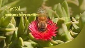  Presentation with bee - PPT theme with bee-pollinating-a-flowers background and a tawny brown colored foreground