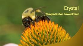  Presentation with bee - Slide deck consisting of large carpenter bee pollinating background and a tawny brown colored foreground