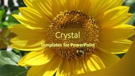  Presentation with bee - Audience pleasing slides consisting of bee pollinating a sunflower backdrop and a tawny brown colored foreground