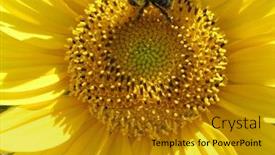  Presentation with bee - Cool new PPT theme with bee pollinating a sunflower backdrop and a gold colored foreground
