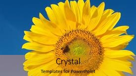  Presentation with deep blue - Amazing slide deck having bee under deep blue sky backdrop and a  colored foreground