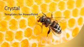  Presentation with bee - PPT theme having bee working in honeycomb macro background and a yellow colored foreground