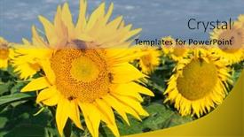  Presentation with bee - Slides enhanced with bee working on sunflower blue sky and sunny weather background and a seafoam green colored foreground