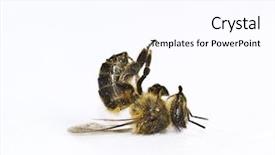  Presentation with bee - Beautiful slides featuring died animals - bee backdrop and a pink colored foreground