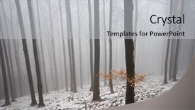  Presentation with foggy forest - Slide deck having beech forest in foggy day background and a light gray colored foreground